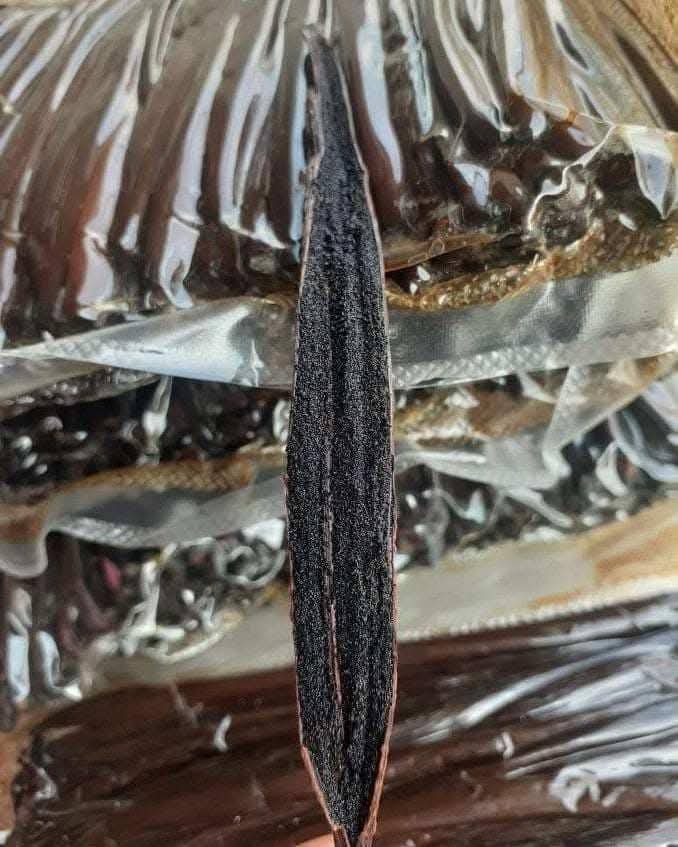 caviar vanilla beans bumora vanilla