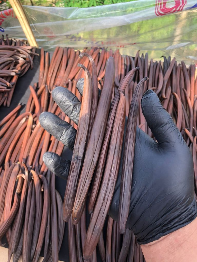 Grade A Indonesian vanilla beans exporter Bumora Vanilla