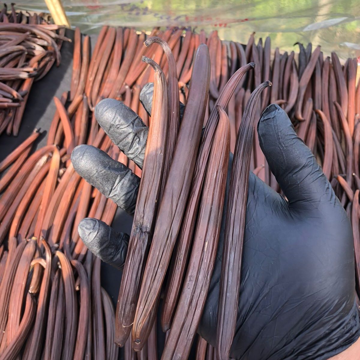 Grade A Indonesian vanilla beans exporter Bumora Vanilla